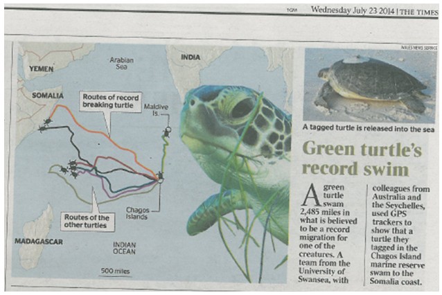 Turtle story: The Times